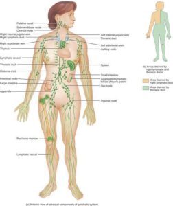 Lymphatic circulation