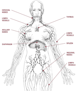 lymphatic-system