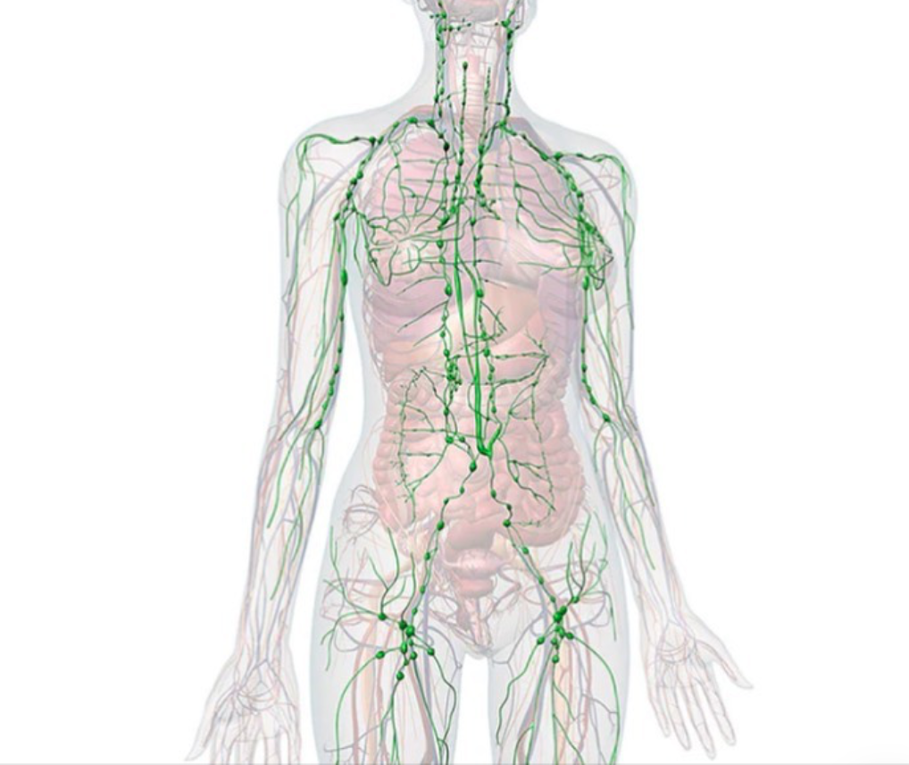 15.01.2023 – Lymphatic system refresh - Peninsula Endermologie